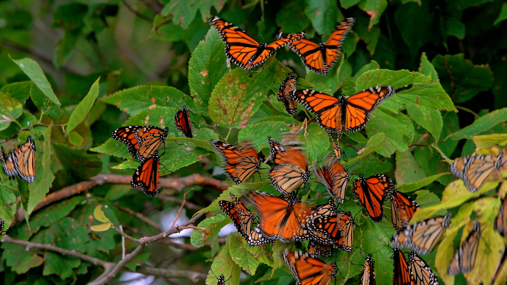 Beholders 2025 - Thema Natuur